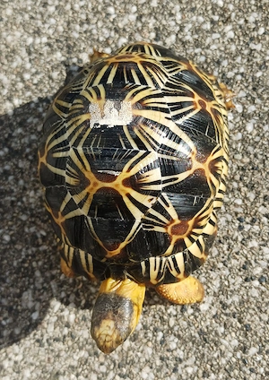 Strahlenschildkröten (Astrochelys Radiata) aus eigener Zucht (2024) abzugeben Bild 6
