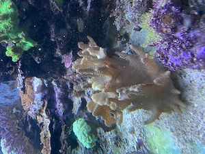 Meerwasser - Große Lederkoralle abzugeben