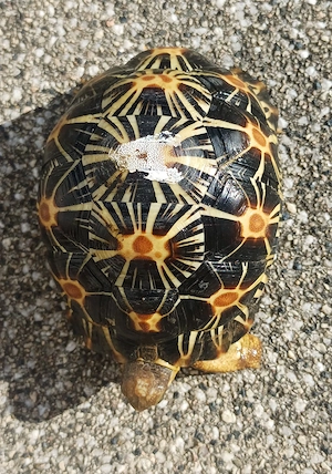 Strahlenschildkröten (Astrochelys Radiata) aus eigener Zucht (2024) abzugeben