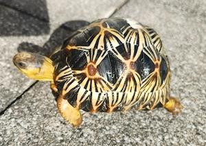 Strahlenschildkröten (Astrochelys Radiata) aus eigener Zucht (2024) abzugeben Bild 7