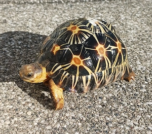 Strahlenschildkröten (Astrochelys Radiata) aus eigener Zucht (2024) abzugeben Bild 3