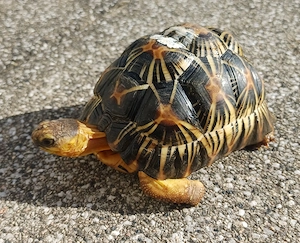 Strahlenschildkröten (Astrochelys Radiata) aus eigener Zucht (2024) abzugeben Bild 4