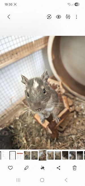  3 Degus in liebevolle Hände abzugeben