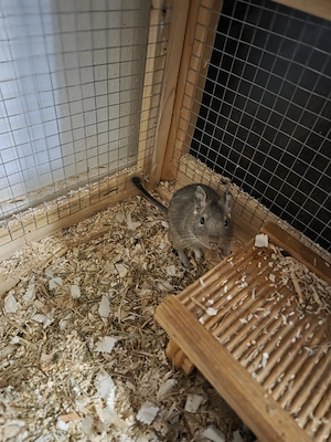 Degus (männlich) suchen ein liebevolles Zuhause 