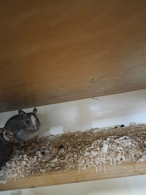 Degus (Männchen Weibchen)