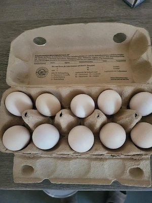 Bruteier Reinrassige Paduaner 