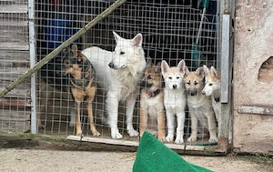 Deckrüde  Weisser Schäferhund o.P. Bild 4
