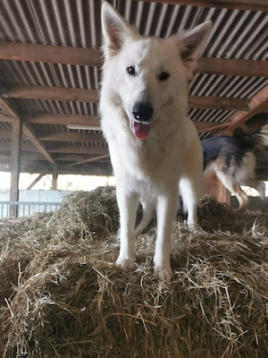 Deckrüde  Weisser Schäferhund o.P. Bild 5