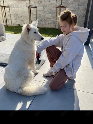 Deckrüde  Weisser Schäferhund o.P. Bild 3