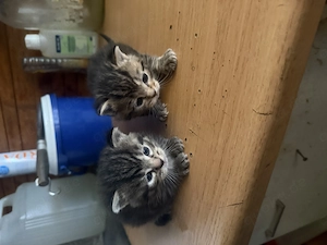 Britische kurz Haar Mix 