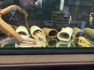 Verkaufe Welszuchtgruppen