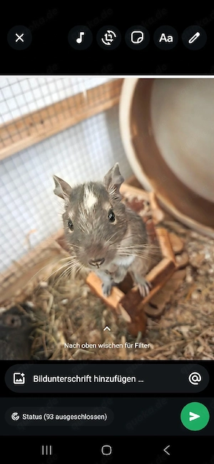  3 Degus in liebevolle Hände abzugeben