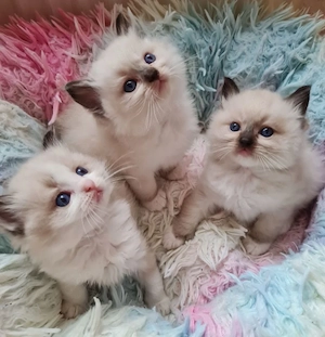 Reinrassige Ragdoll Kittens