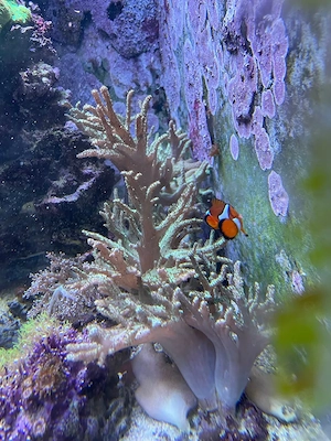 Meerwasser - Große grüne Fingerlederkoralle