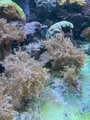 Meerwasser - große keniabäumchen