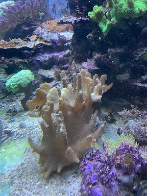 Meerwasser - Große Lederkoralle abzugeben