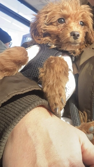 TeaCup poodle Deckrüde 