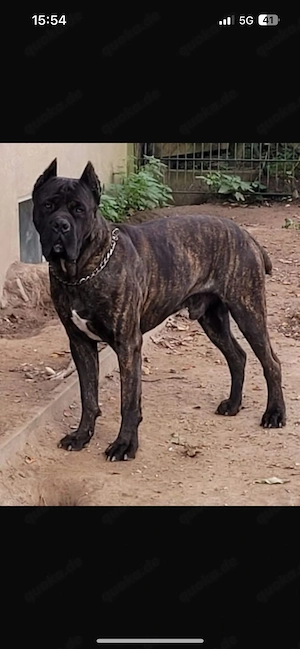 Cane Corso Deckrüde