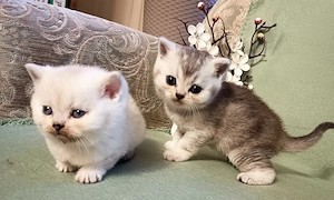 Zwei BKH Kater suchen liebevolle Besitzer 