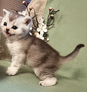 Zwei BKH Kater suchen liebevolle Besitzer 