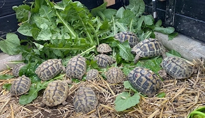 Griechische Landschildkröten (Testudo Hermanni Boettgeri) aus verschiedenen Jahrgängen abzugeben