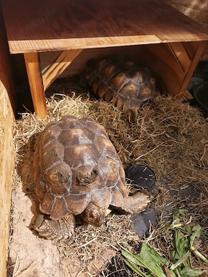 2 Spornschildkröten, centrochelys sulcata, 7 2021