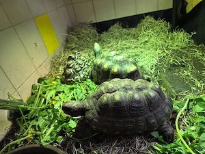 Rote Geochelone Carbonaria