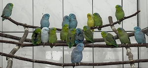 Blaugenick-Sperlingspapageien