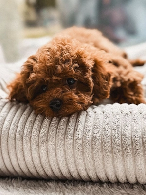 zwergpudel -Toy Pudel.