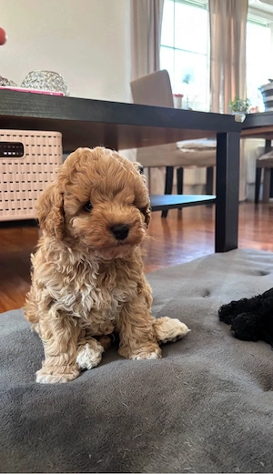 Zwei bezaubernde Zwergpudel-Welpen (Rüden) suchen liebevolles Zuhause mit EU-Ausweis & Impfung