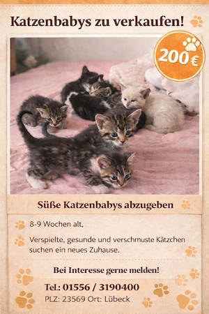 Süße Katzenbabys suchen ein liebevolles Zuhause