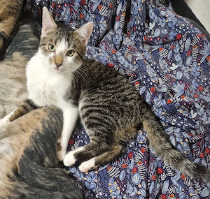  süßer Kater  Abzugeben