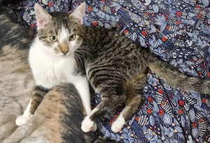 Süßer Kater dringend  Abzugeben