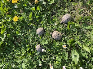 Griechische Landschildkröten Thb Bild 2