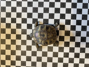 Griechische Landschildkröten Thb