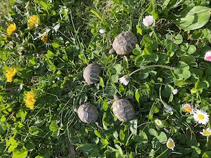 Griechische Landschildkröten Thb Bild 3