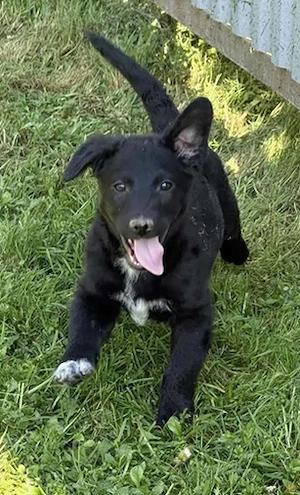 Welpe Kaspa in Bosnien sucht ein Zuhause