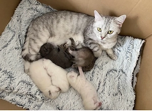 BKH Kitten reinrassig silver  weiss  Blue tabby 