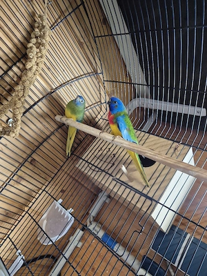 Neopheme Bourkesittich Grassittich