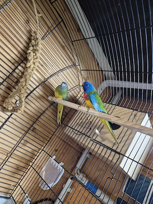 Vögel Glanzsittiche Nymphensittiche