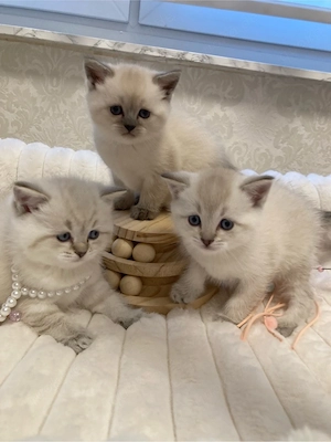 Wundervolle Kitten suchen ihr neues zuhause