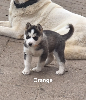  5 Süße Sibirian Husky Welpen Bild 3