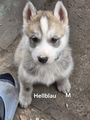  5 Süße Sibirian Husky Welpen Bild 5