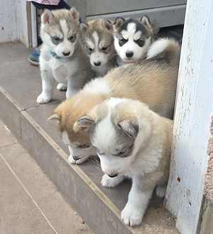  5 Süße Sibirian Husky Welpen