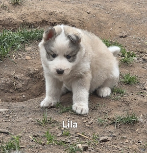  5 Süße Sibirian Husky Welpen Bild 2