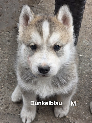  5 Süße Sibirian Husky Welpen Bild 4