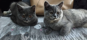 Bkh Kitten Männchen&Weibchen 