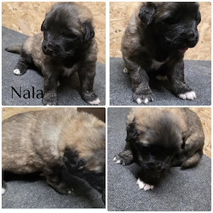 Leonberger Mischling Mix Welpen 