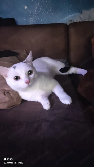 nero sucht neues Zuhause 