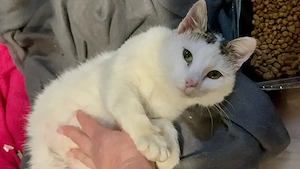 Tincuta   ein zartes Katzenmädchen auf der Suche nach einem Zuhause voller Liebe